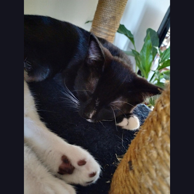 Photo of 🌸 Delta 🌸