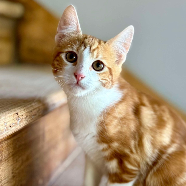 Photo of Chipmonk   Located In Templestowe 
