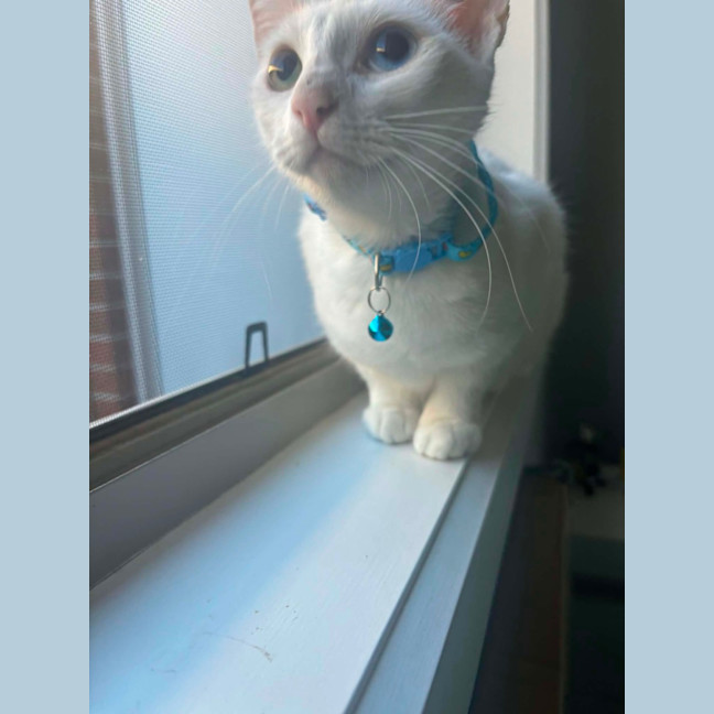 Photo of Dolly