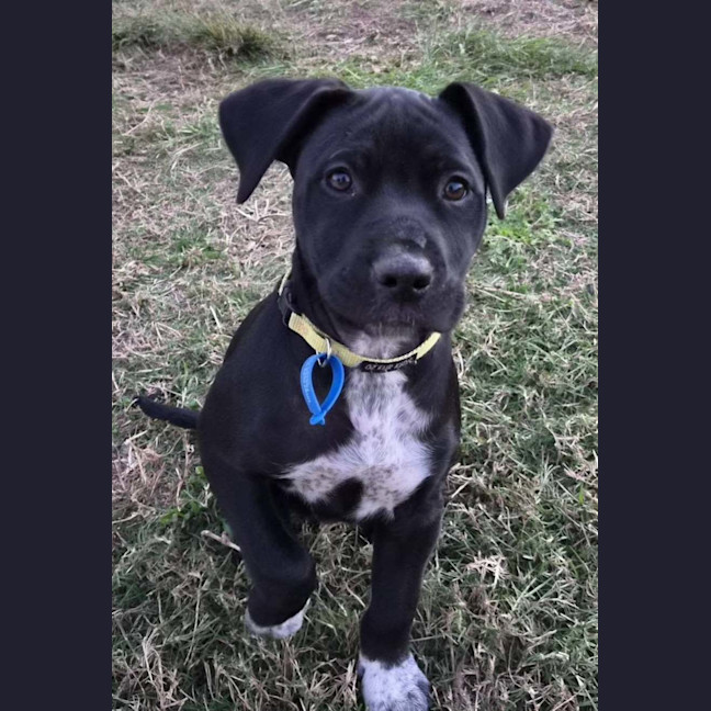 Photo of Star