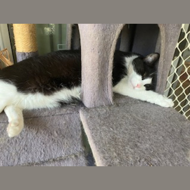 Photo of Sammy