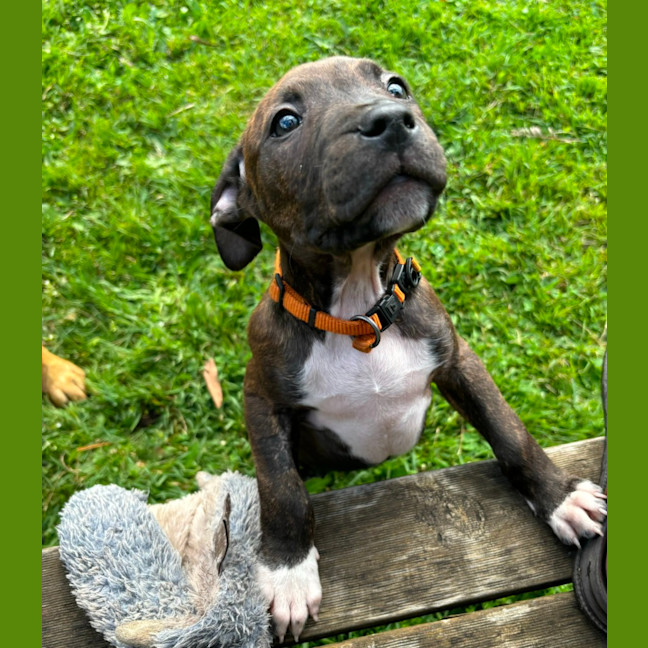 Photo of Osvaldo