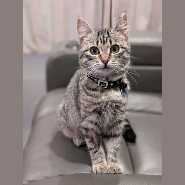 Photo of Violet