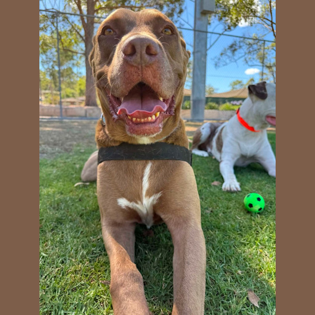 Photo of Jax   6 Year Old Mastiff X Labrador