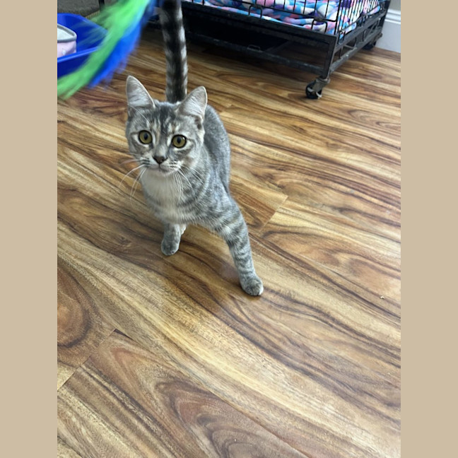 Photo of Rose   Now Available At Pe Tquarters Rutherford