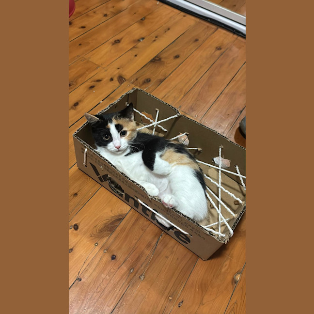 Photo of Poppy
