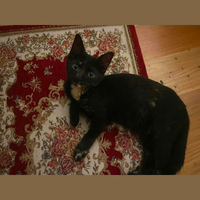 Photo of Frankie   6 Month Old Domestic Medium Hair