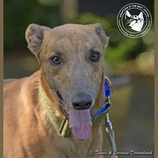 Photo of Max (Woodland Maxi)