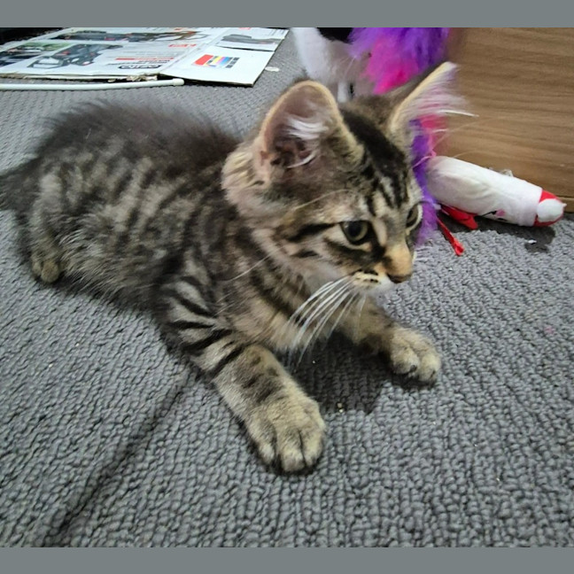 Photo of Chairman Meow