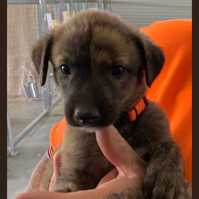 Photo of Tin Tin 27kg