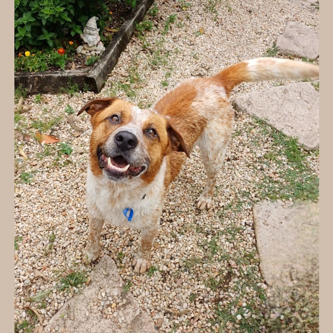 Photo of Russell *$150 Adoption Fee*