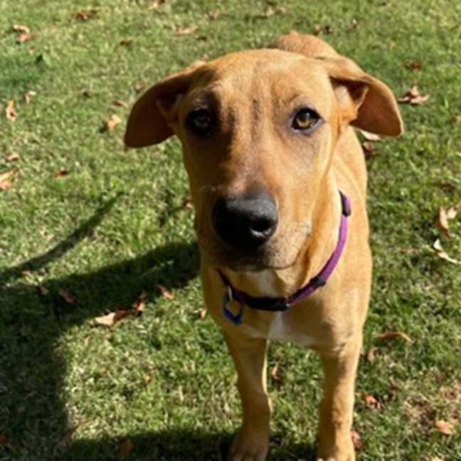 Photo of Brittany *$250 Adoption Fee*