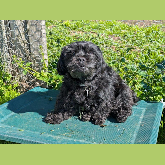 Photo of Dixie And Peppa Tamblyn