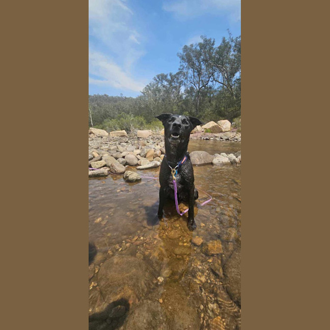 Photo of Dobby