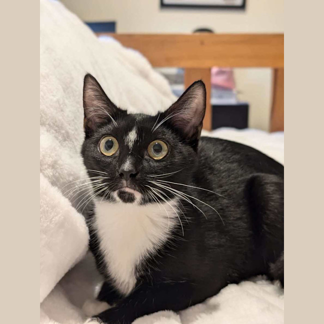 Photo of Felix