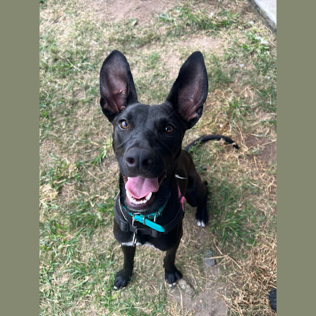 Photo of Lucky 