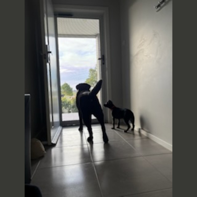 Photo of Tux   4 Month Old Staffy X