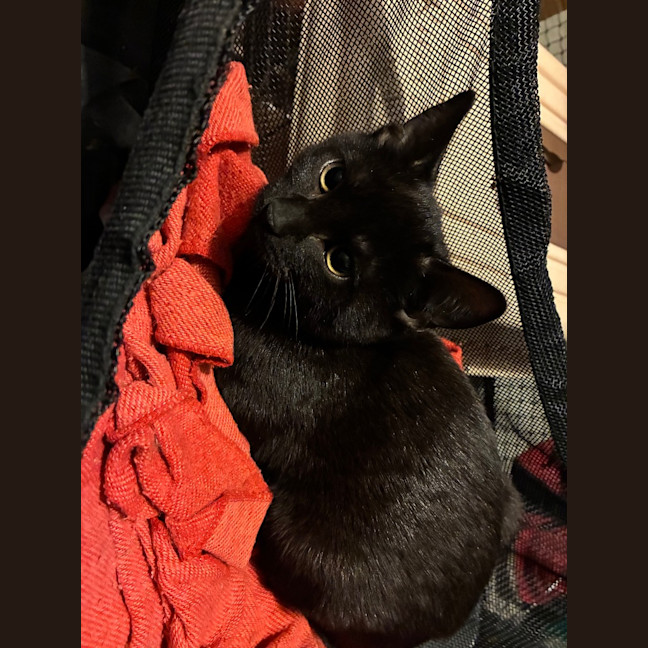 Photo of Ash