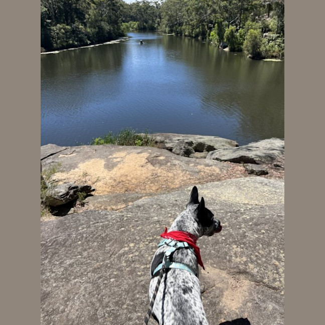 Photo of Buddy