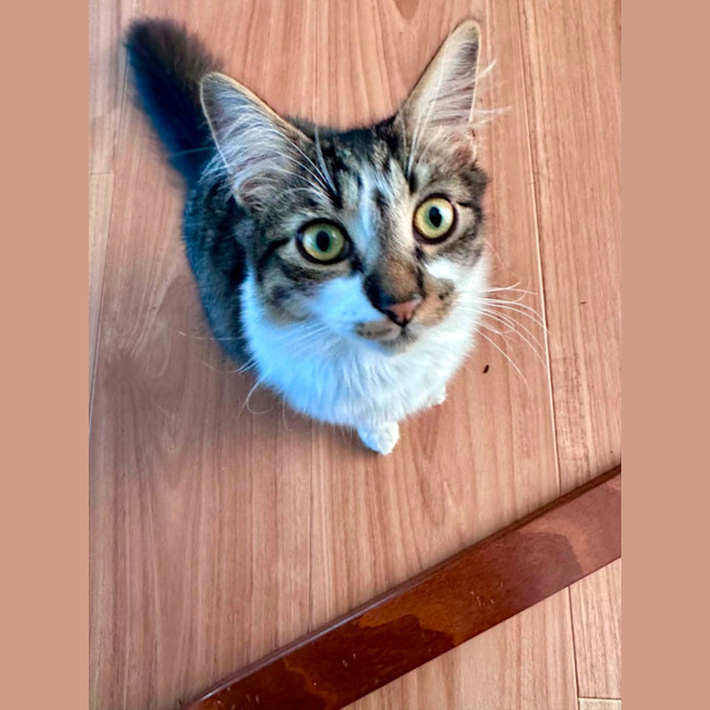 Photo of Flint 