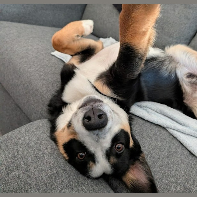 Photo of Angus