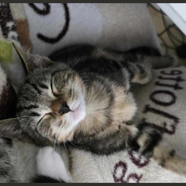 Photo of Thunder – Ringworm Special $49