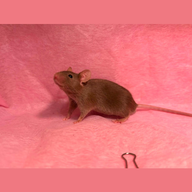 Photo of Velvet