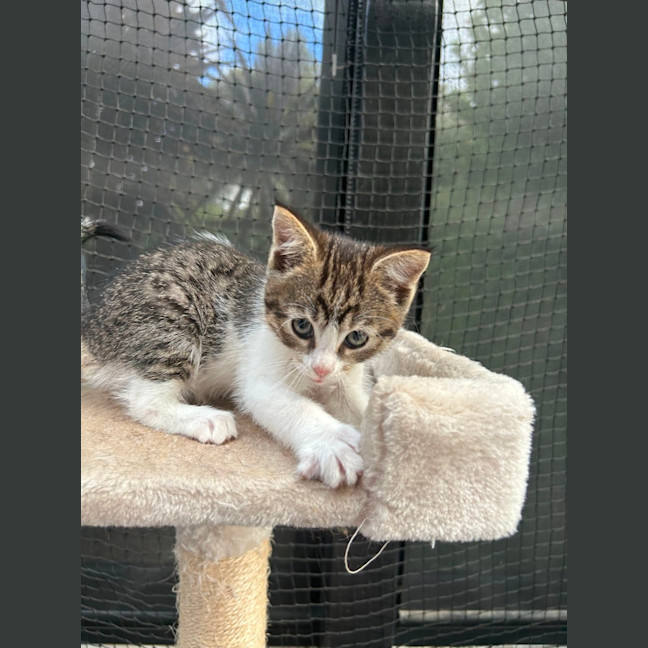 Photo of Ghost