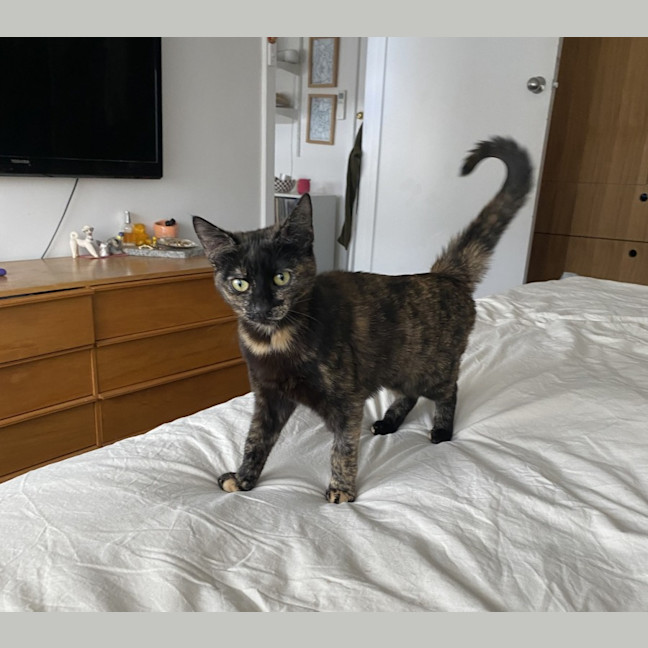 Photo of Zelda