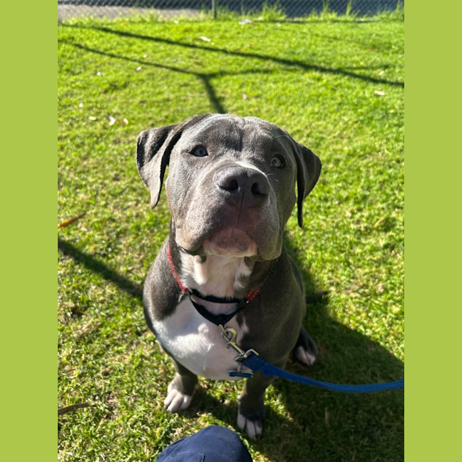 Photo of Phantom