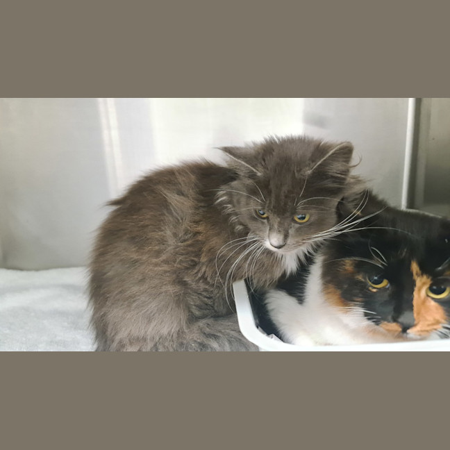 Photo of Shandy