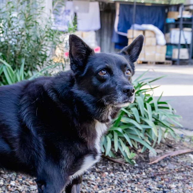 Photo of Roxy