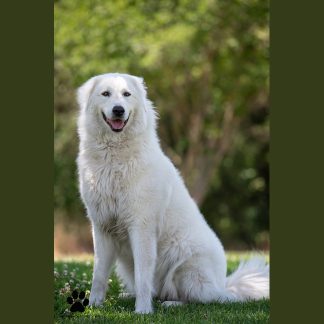 Photo of Luna