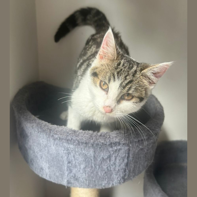 Photo of 🩷 Hattie 🩷