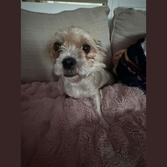 Photo of Maggie   3 Year Old Maltese X Shih Tzu