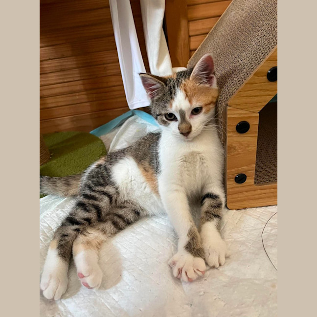 Photo of Gizmo