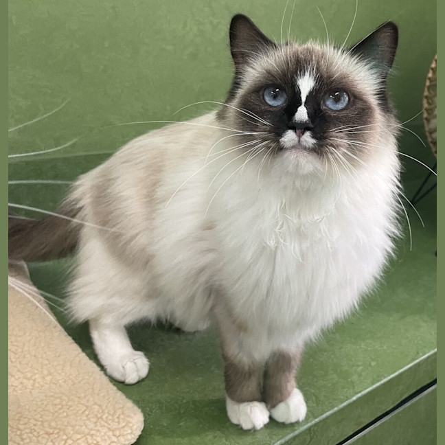 Photo of Oreo 