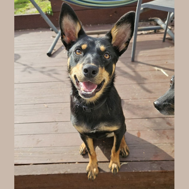 Photo of Tilly