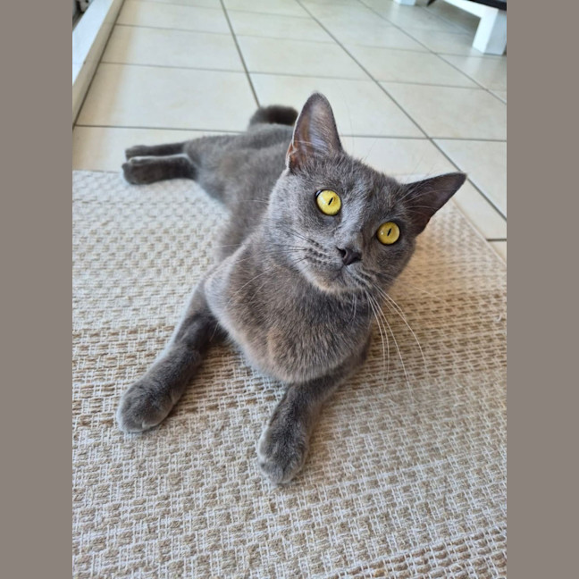 Photo of Ophelia