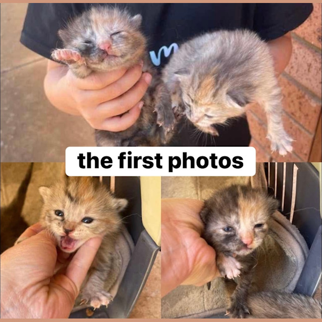 Photo of Willow & Dream 