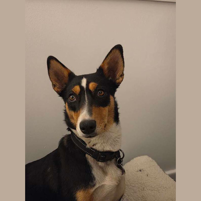 Photo of Roxy