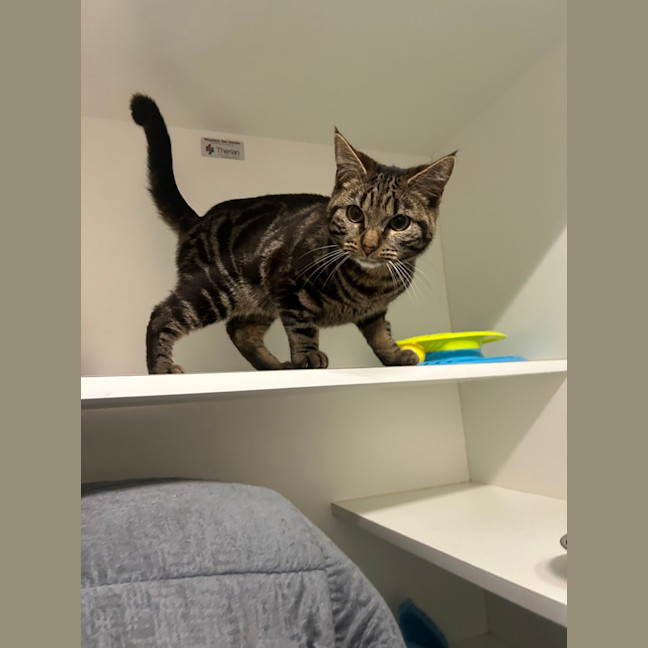 Photo of Mischief