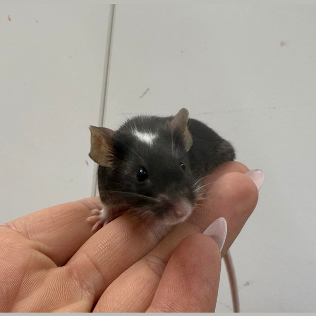 Photo of Vanilla