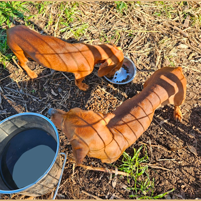 Photo of Evie And Ella