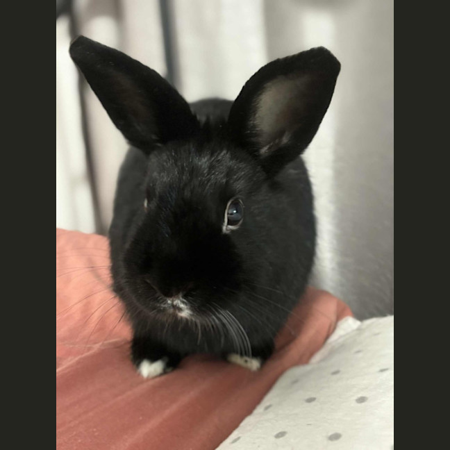 Photo of Smol Jr