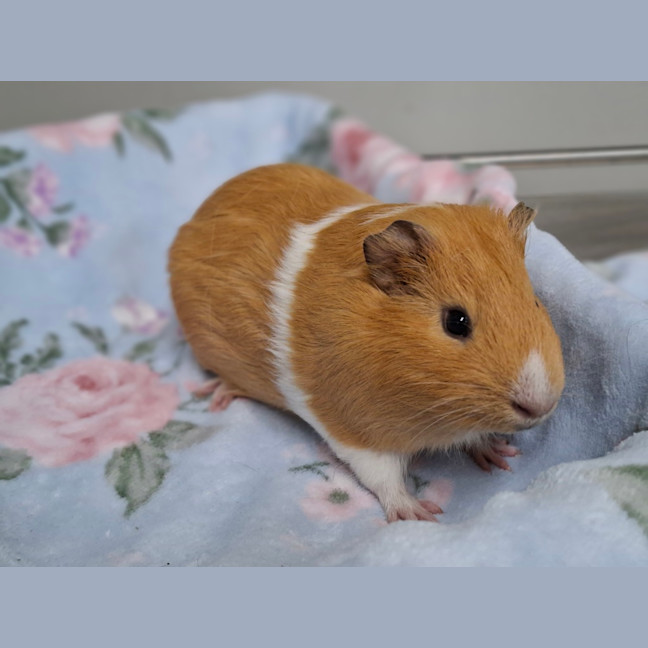 Photo of Caramel (Bonded With Twix)