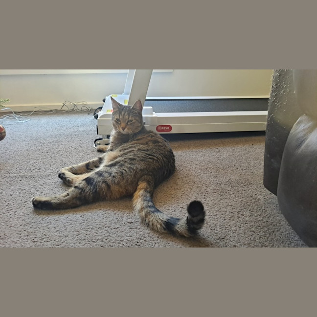 Photo of Luna (Empty The Nest $50 Adoption Special )