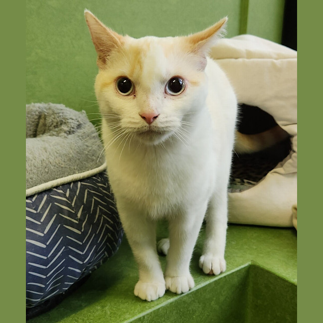 Photo of Taro (Bonded With Toshi)
