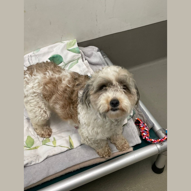 Photo of Flopsy And Mopsy 