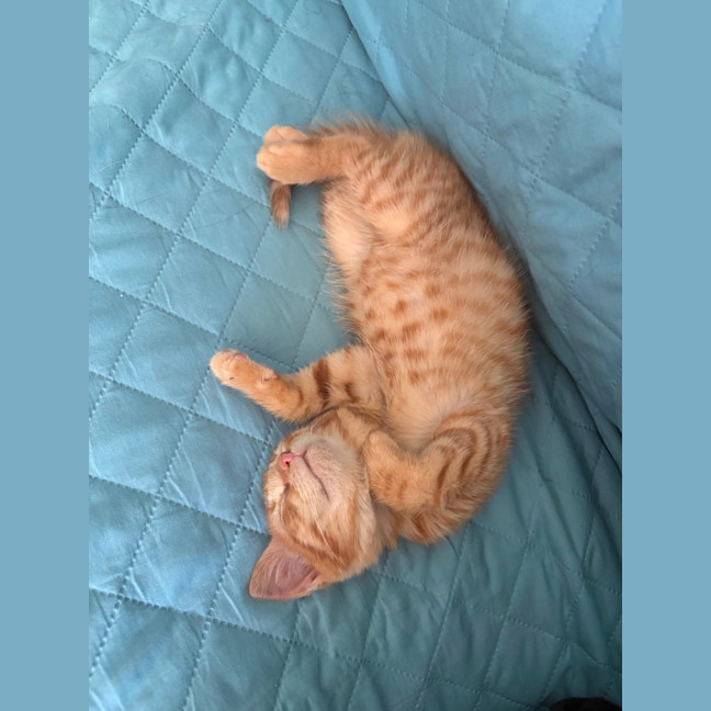 Photo of Wally West **2nd Chance Cat Rescue**